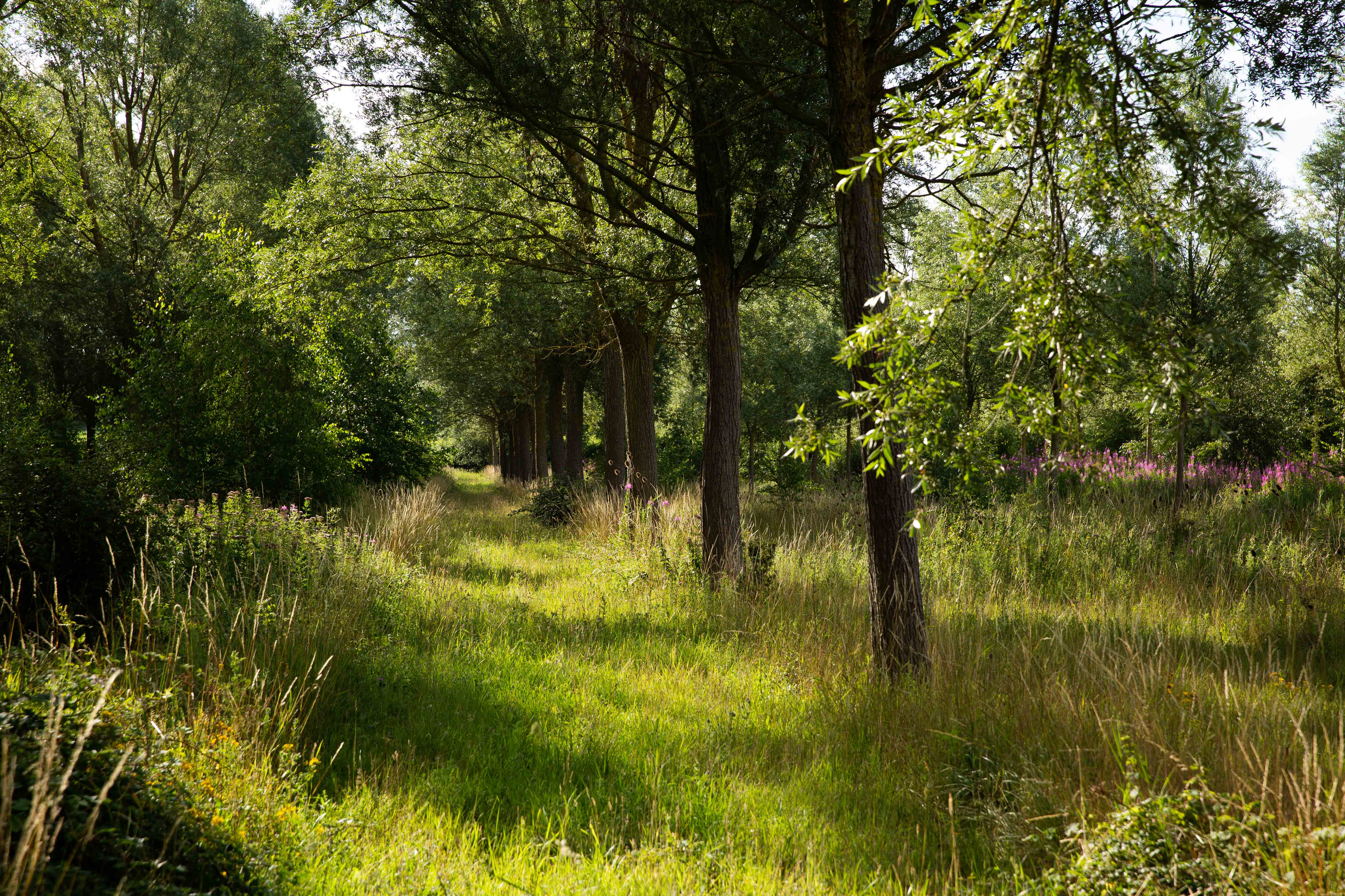 English willow specialists at work