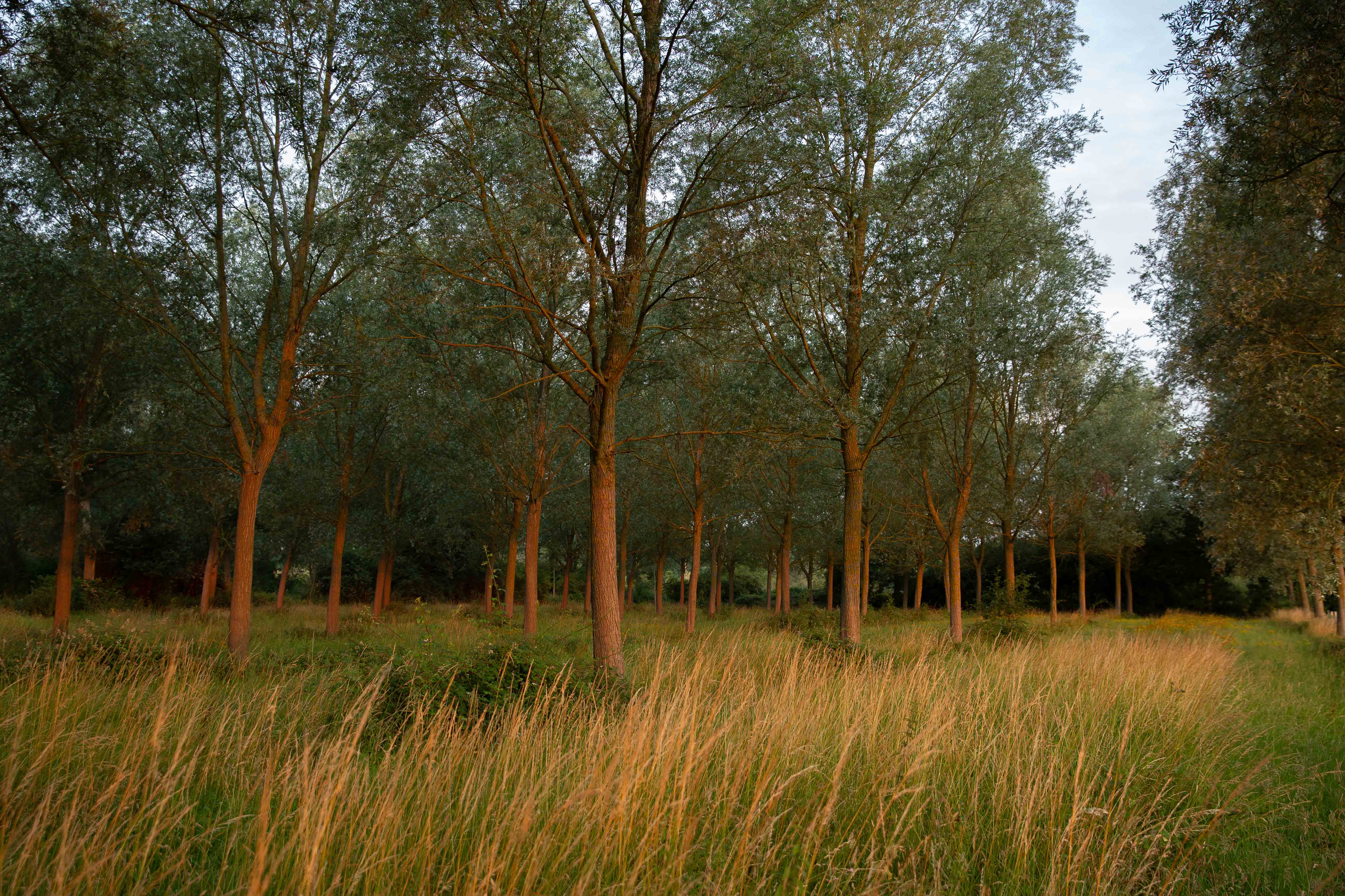 English willow plantation at golden hour, warm light through tall trees