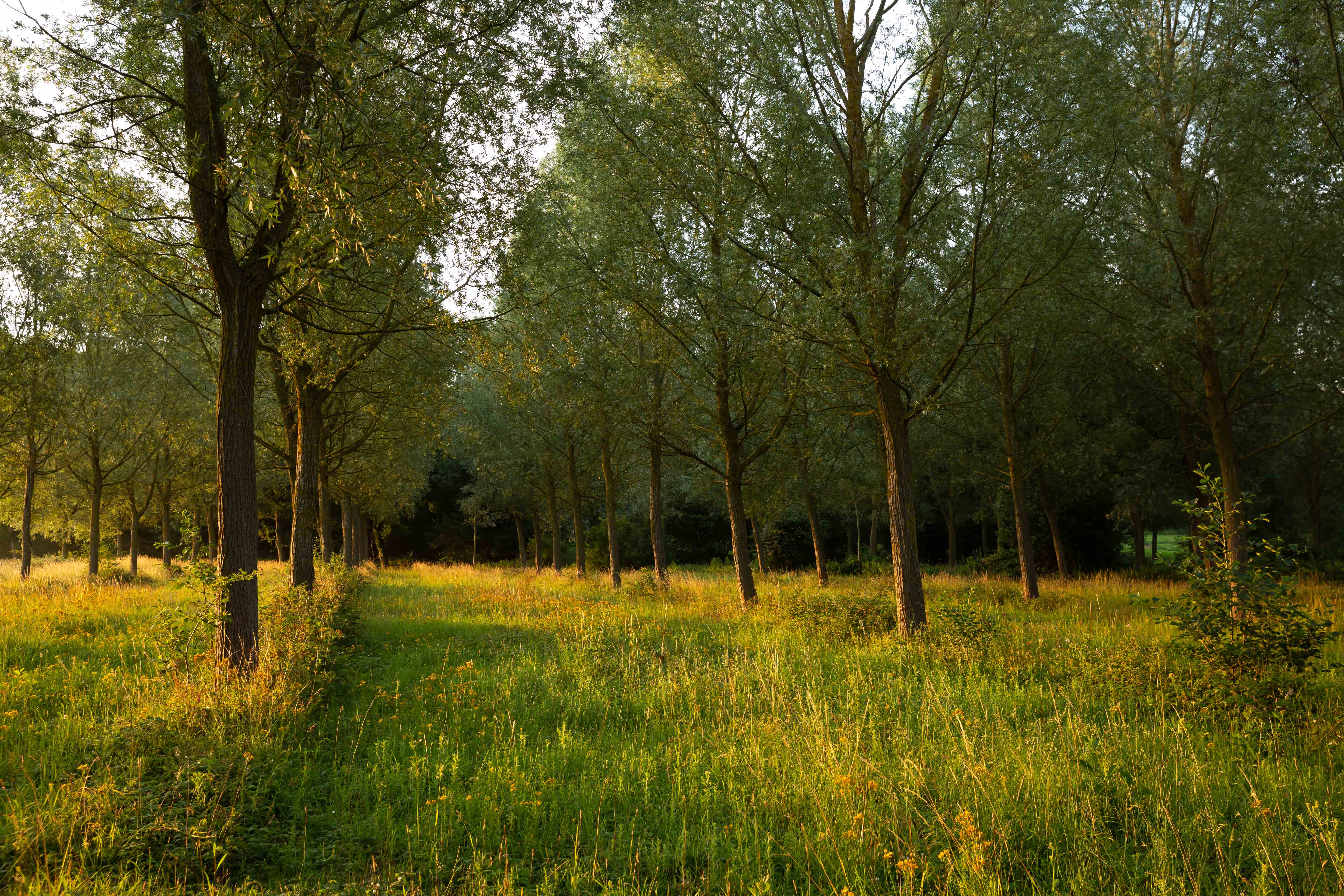 Mature English willow plantation sustainability