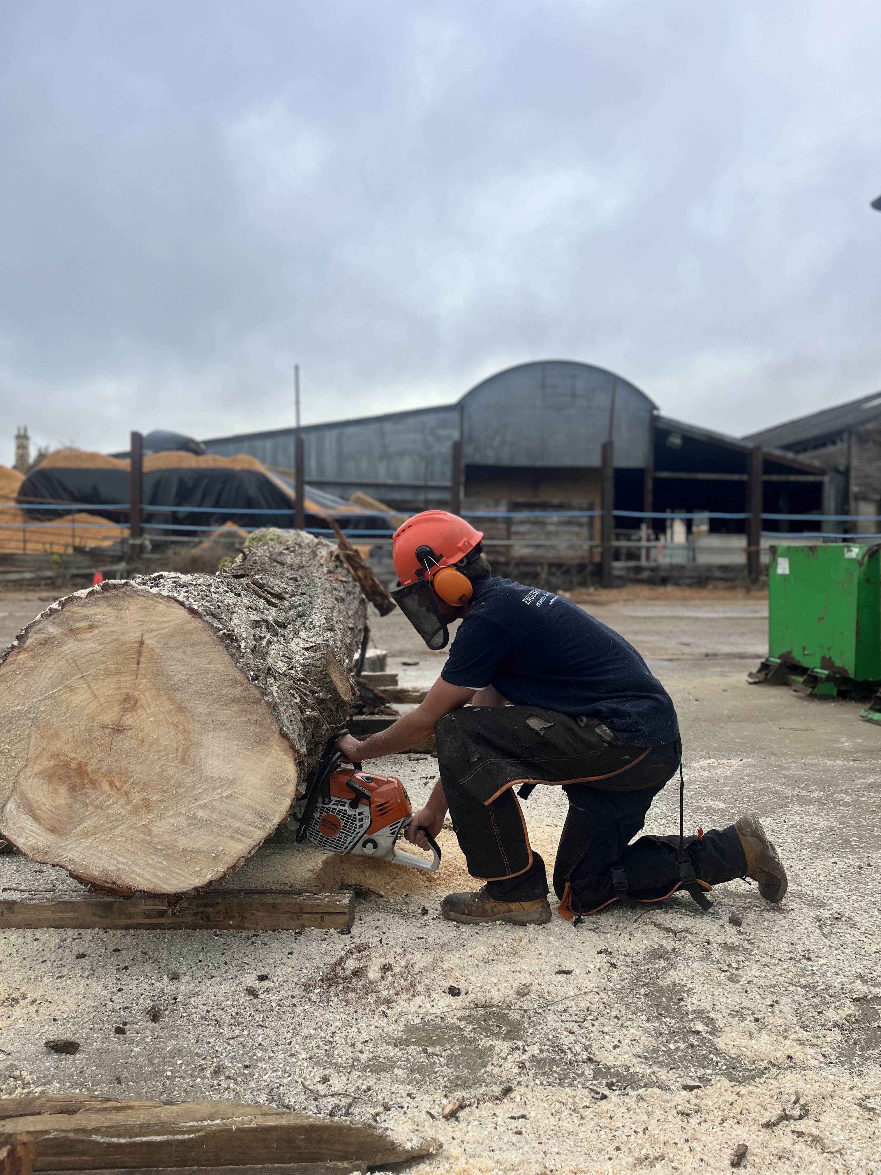 Felled English willow being prepared for transport