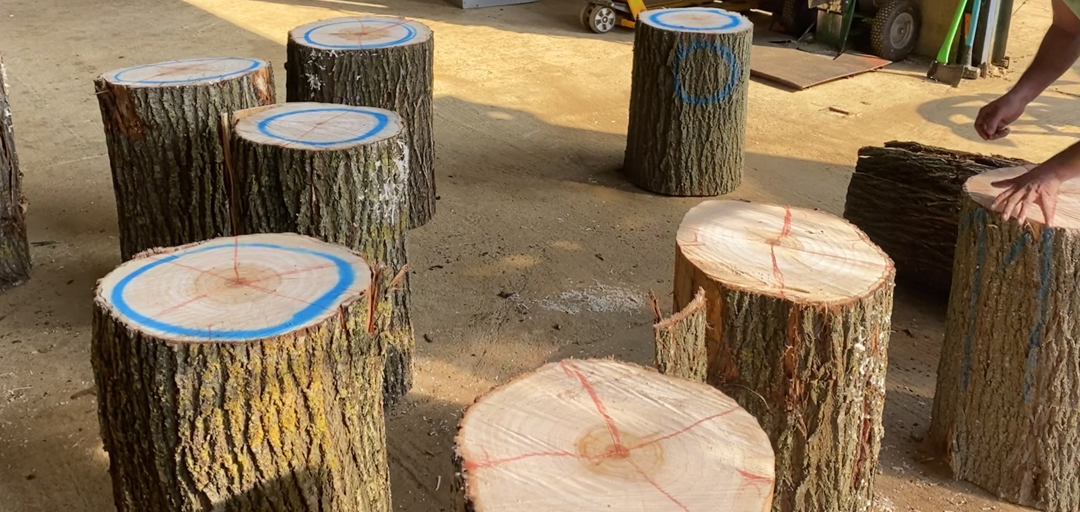 English willow logs cut into clefts