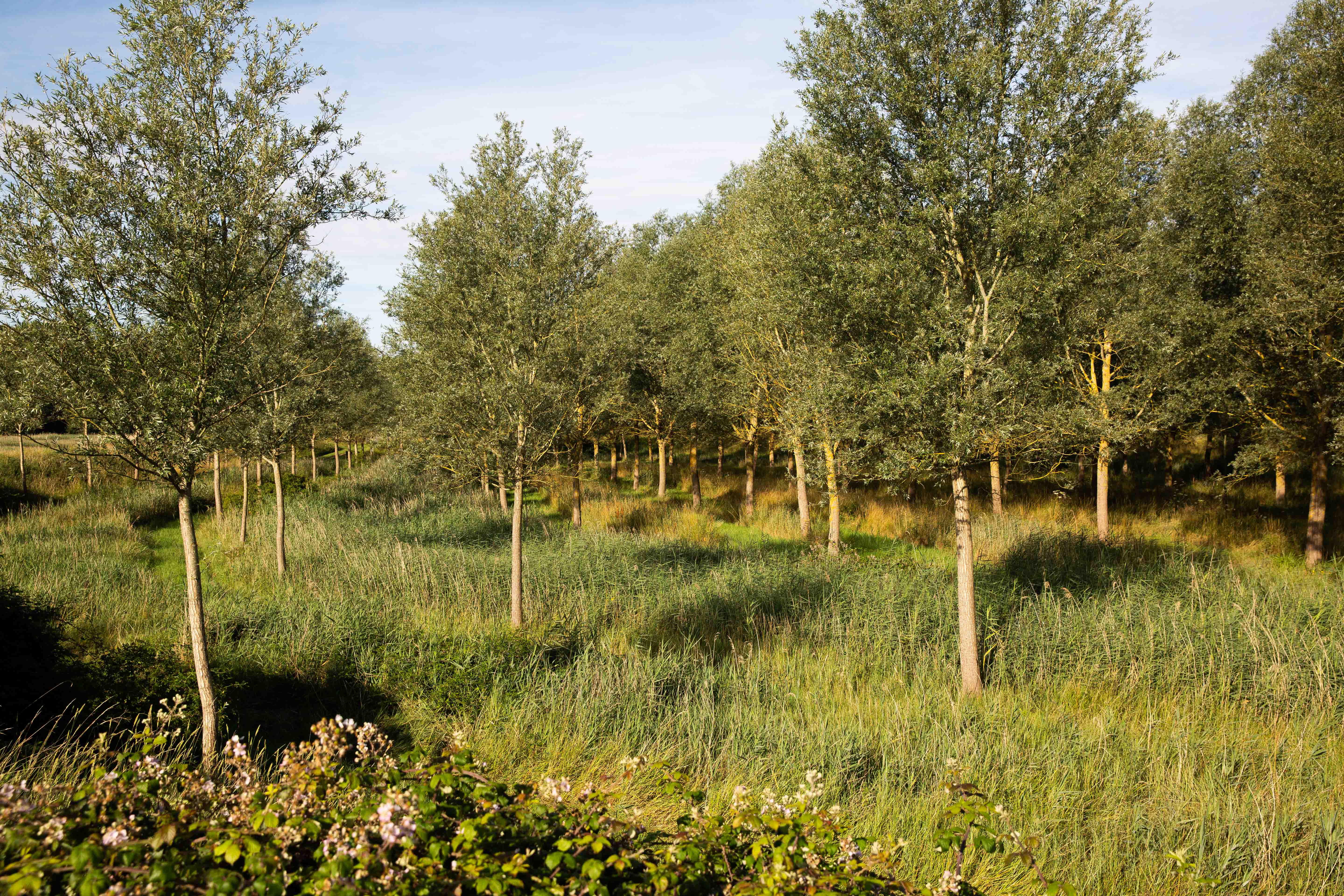 Assessing English willow on UK landowner site