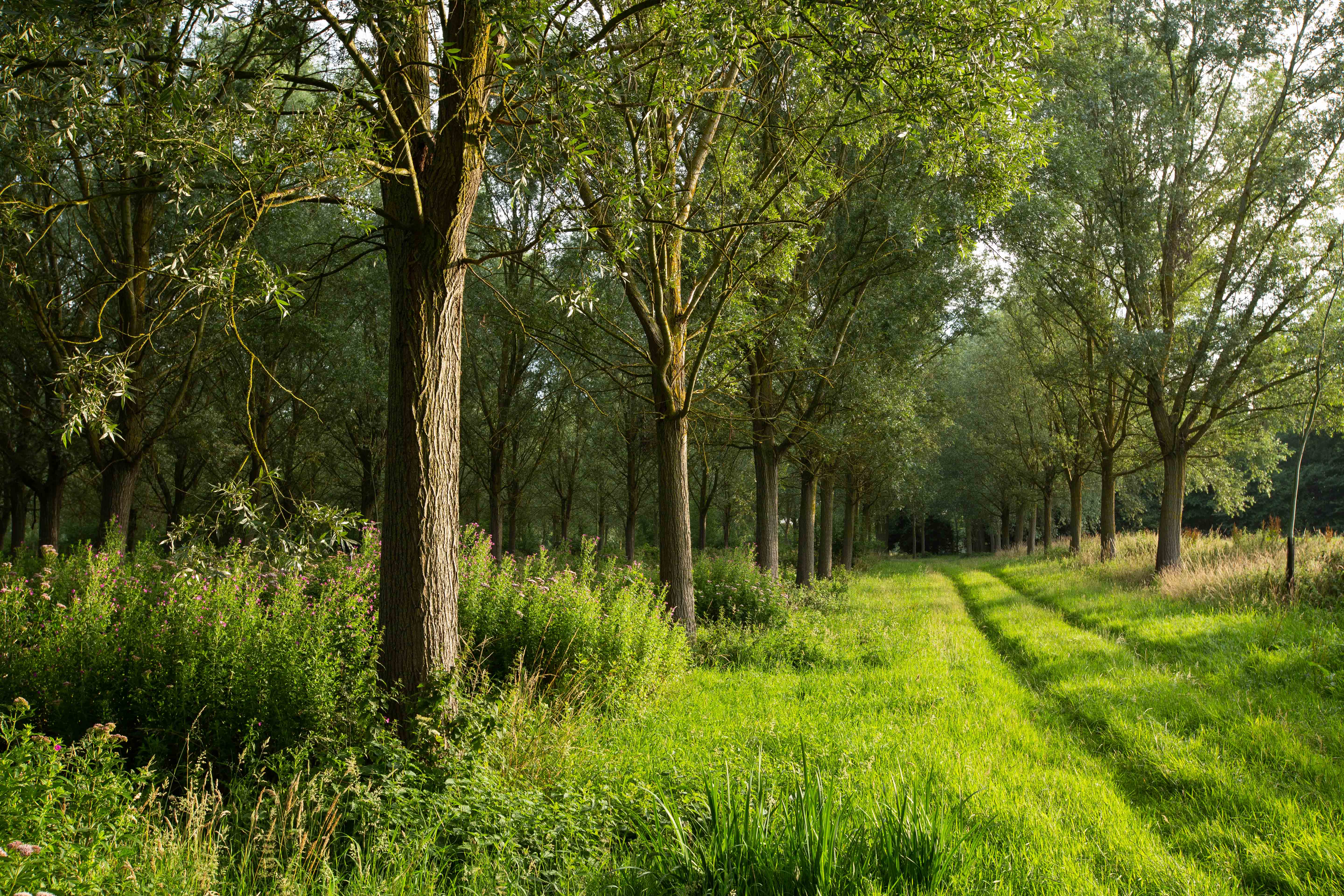 Row of mature English willow trees with green mown path