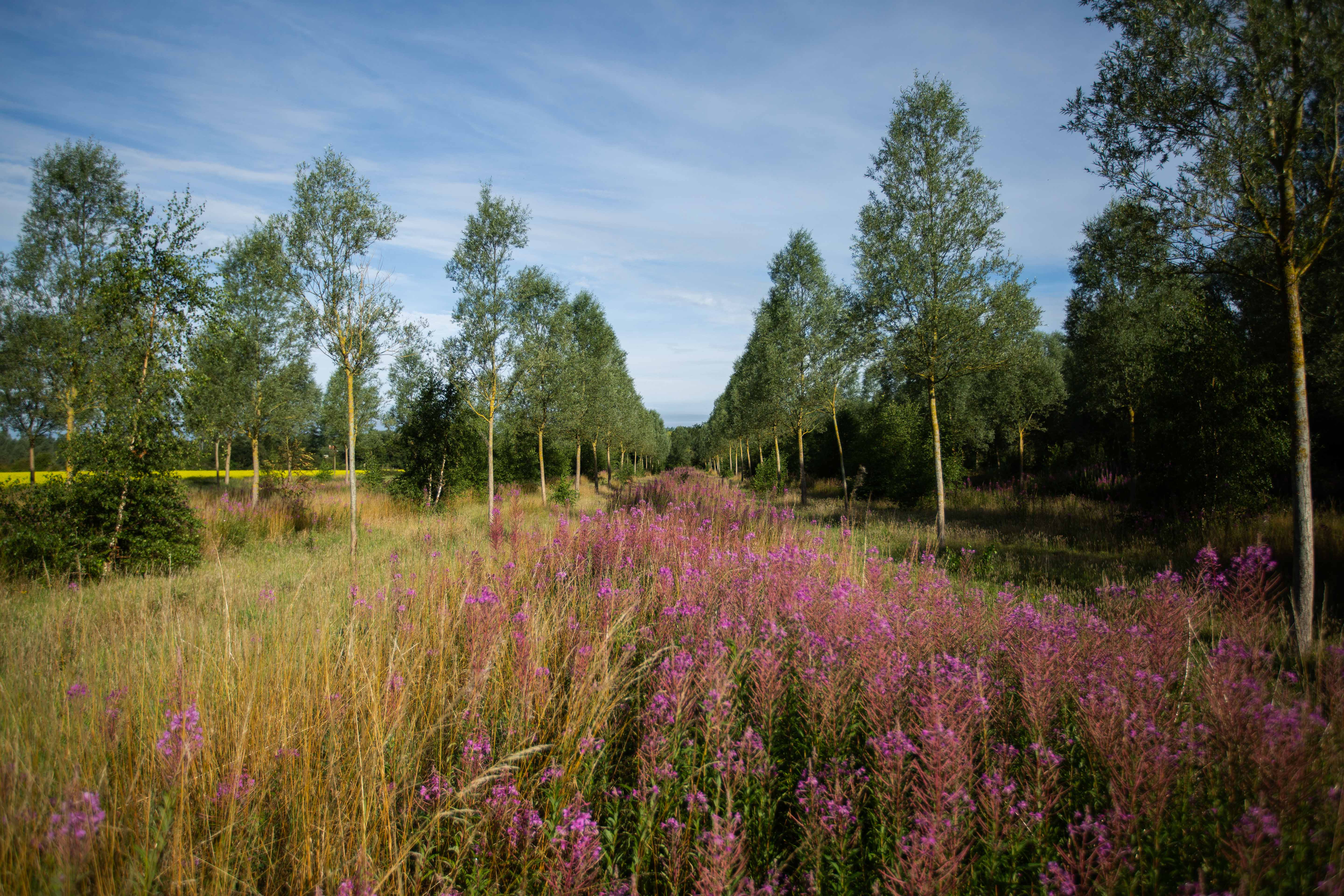 Sustainable English willow plantation landscape
