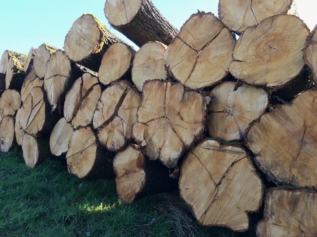 Cross-section of harvested English willow logs showing grain structure